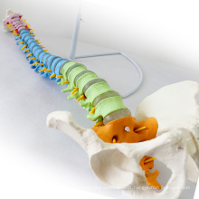 SPINE02 (12373) Modelo didático da espinha da cor sem redução humana da ciência médica, modelos da espinha / vertebrae